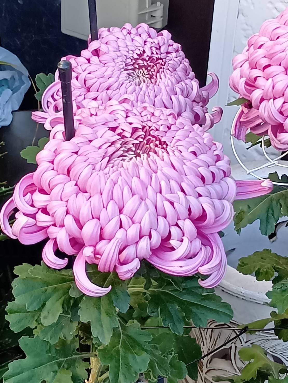 「こんにちわ」01/04(日) 10:58 | さゆりの写メ