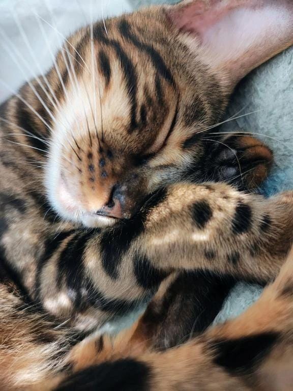 「成人の日なのか？？？」01/11(日) 10:43 | ななの写メ