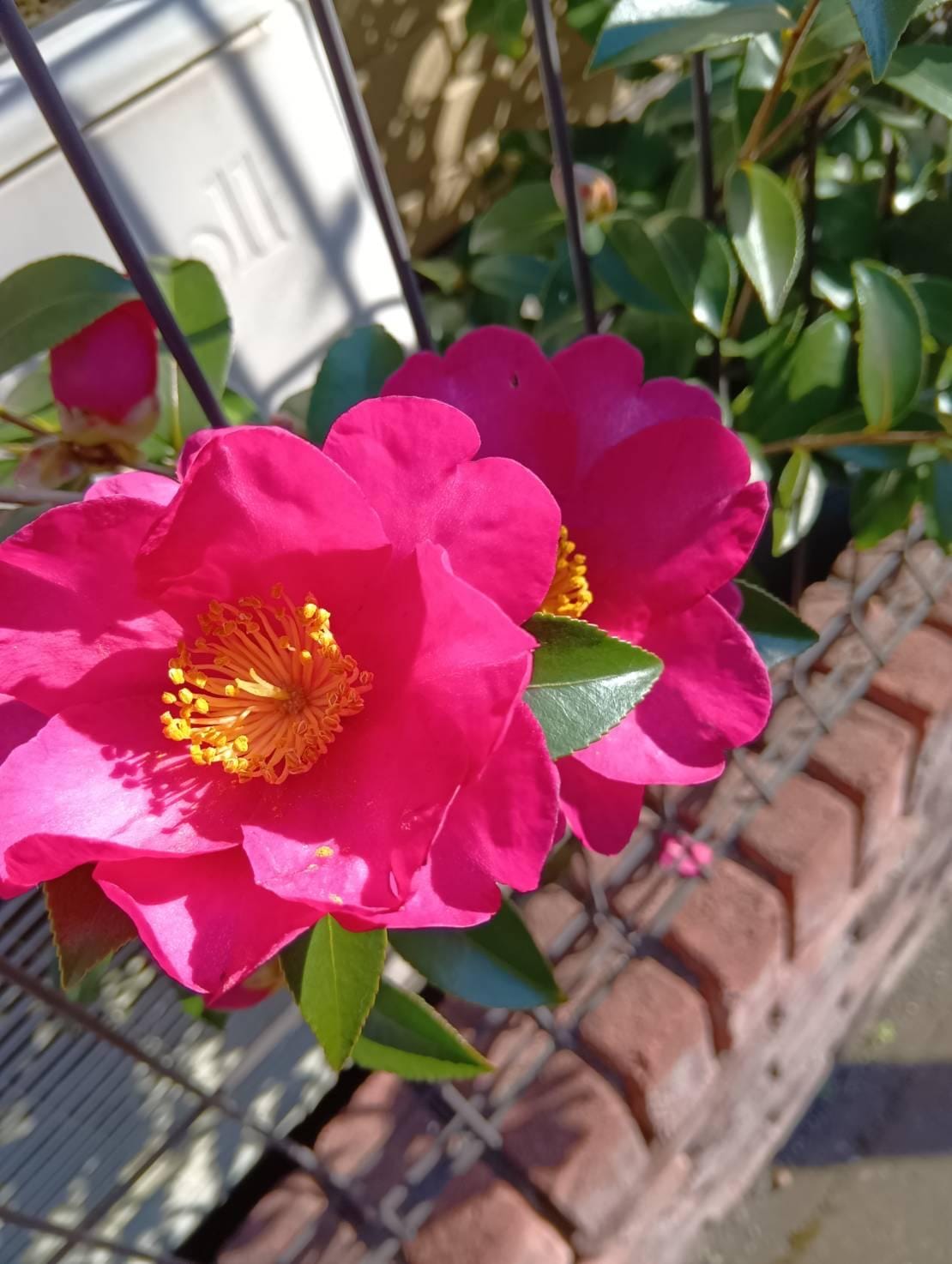 「こんにちわ」01/12(月) 11:01 | さゆりの写メ