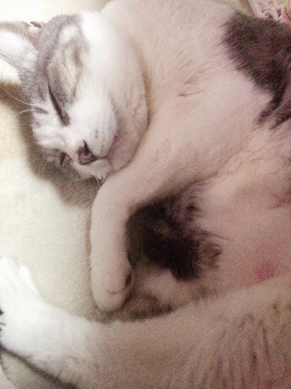 「生まれ変わったら猫になりたい、可愛がられたい」01/13(火) 17:45 | 白雪の写メ