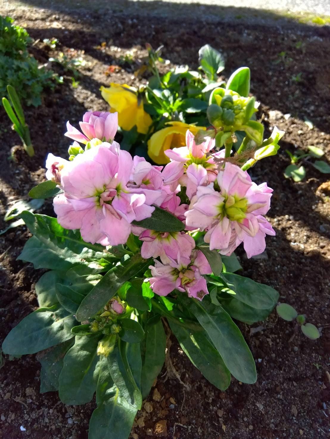 「こんにちわ」01/18(日) 11:03 | さゆりの写メ