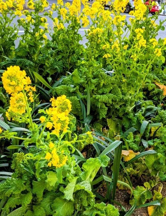 「菜の花咲いてた14:30~01:00✨」01/18(日) 14:47 | 紫苑 みさきの写メ