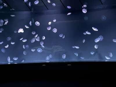 本日出勤のお知らせ