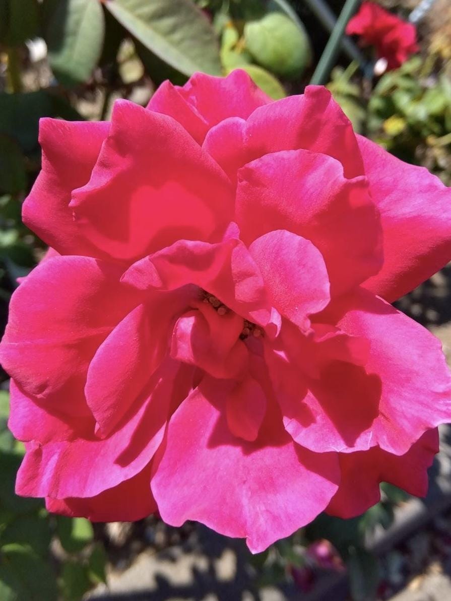 「こんにちわ」01/19(月) 11:01 | さゆりの写メ