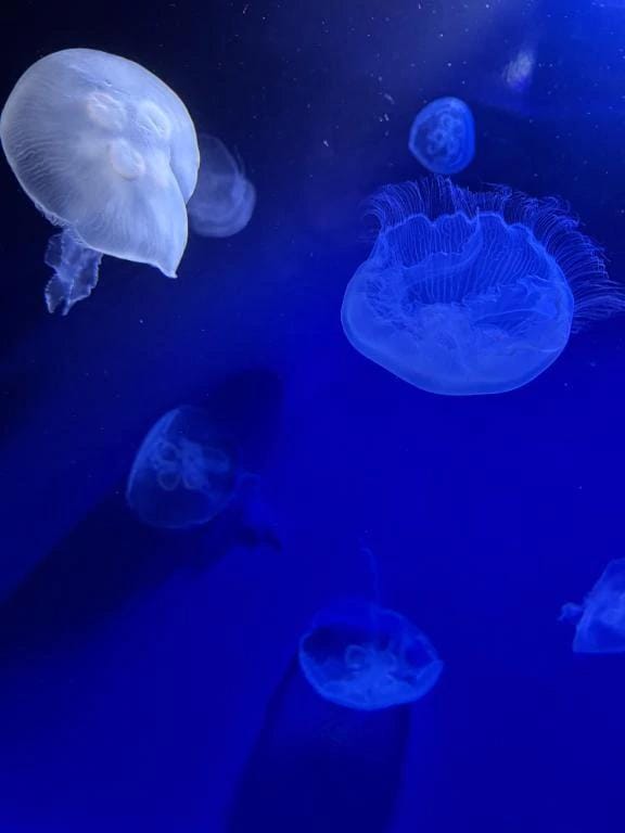 1.21   18:45〜お兄様