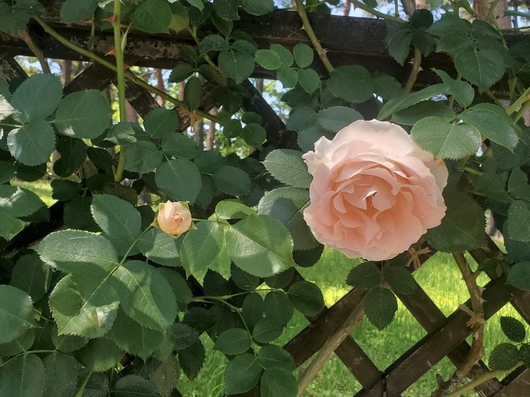 ありがとうございます