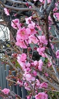 「こんにちわ」02/03(火) 10:59 | さゆりの写メ