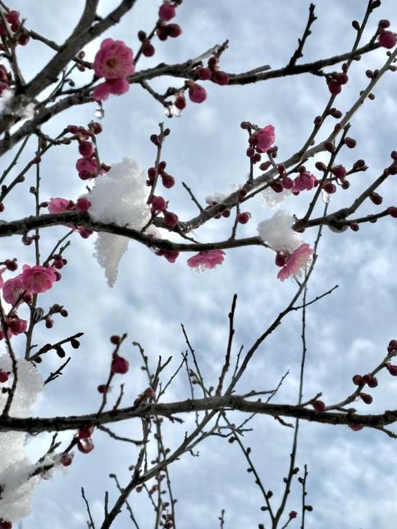 「次回出勤」02/08(日) 21:21 | 村上　りこの写メ