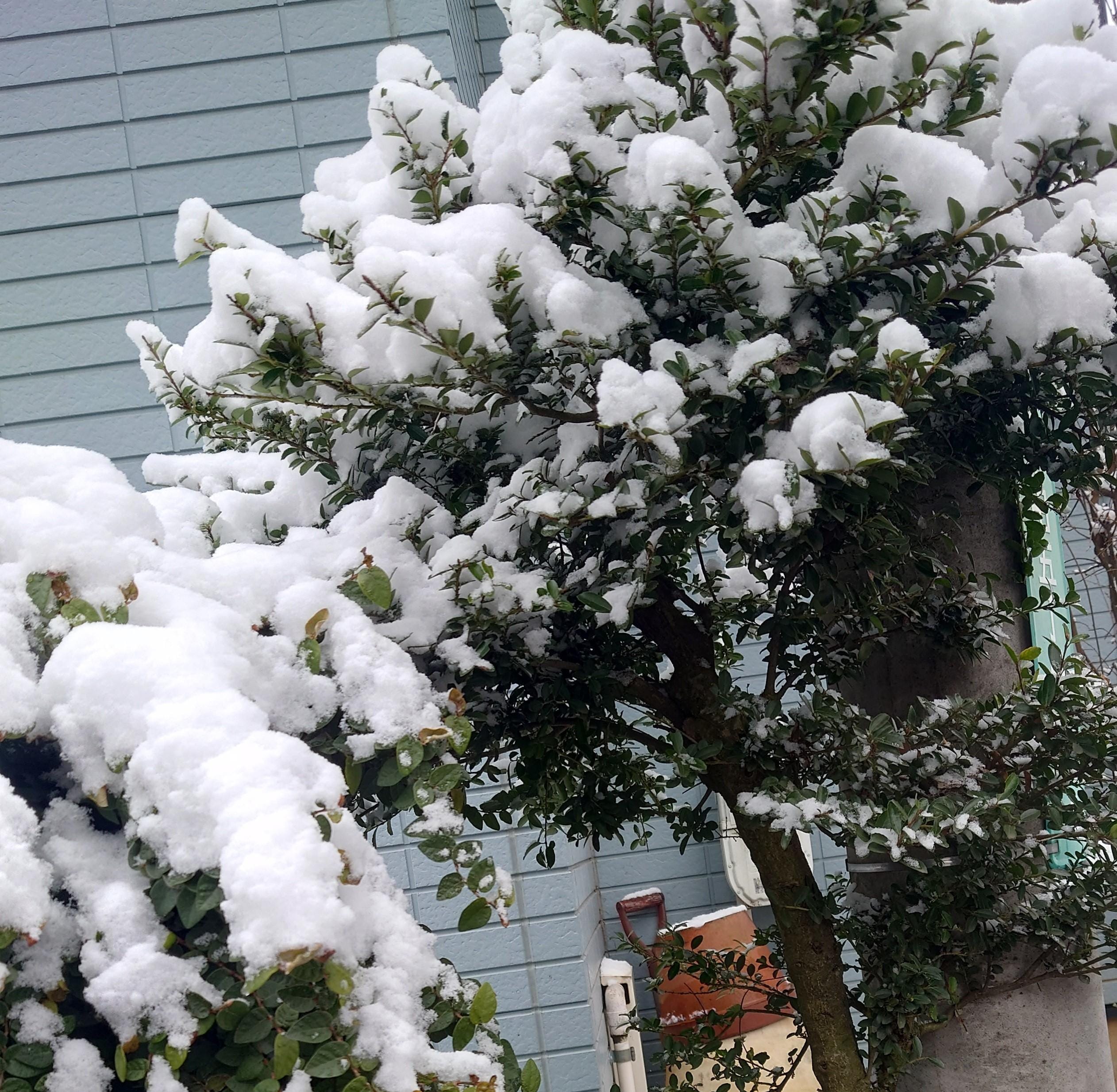 「何日かぶりです」02/10(火) 07:34 | 樹（いつき）の写メ