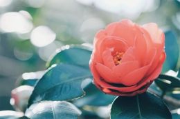 ありがとうございました