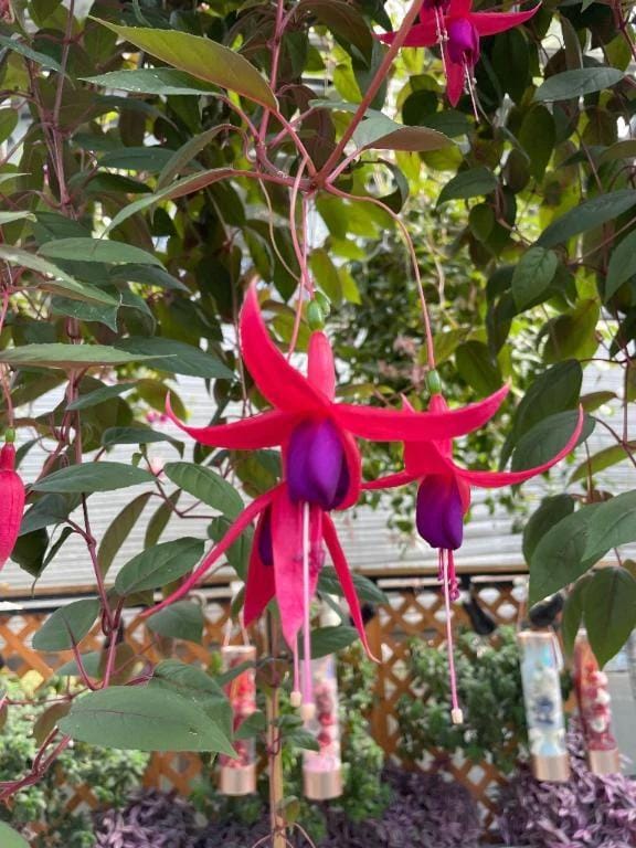 「こんにちは」02/14(土) 15:44 | みさき『プレミアキャスト』の写メ