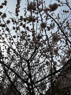 「こんにちわ」02/15(日) 11:02 | さゆりの写メ