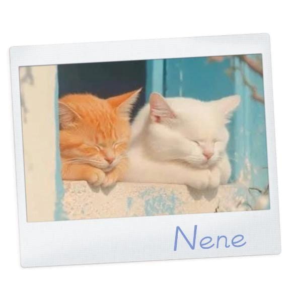 「猫の日」02/22(日) 07:40 | ねねの写メ