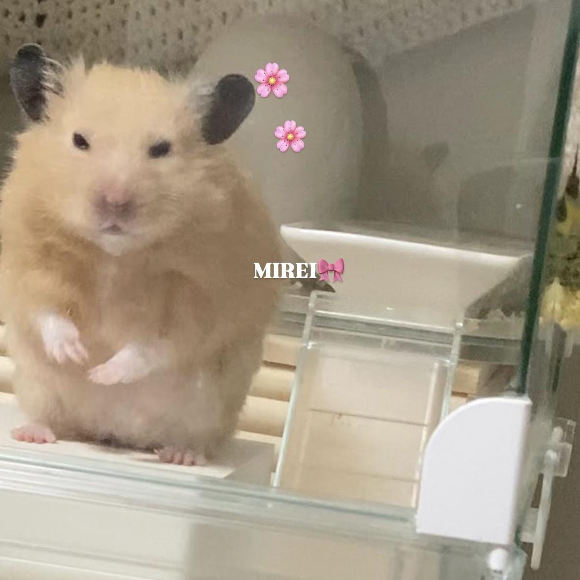 みれい「いるよ〜」02/22(日) 12:13 | みれいの写メ