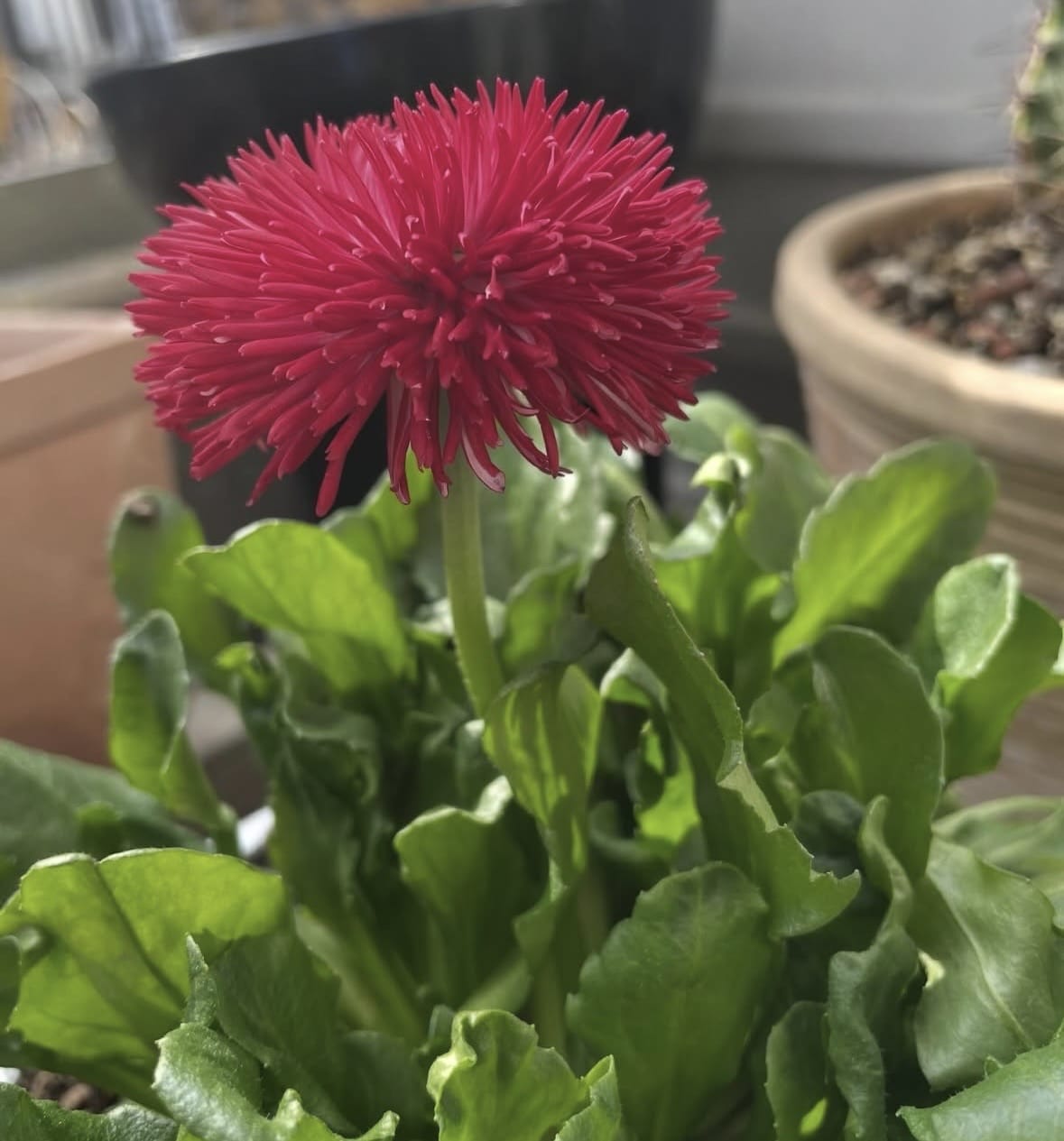 「サヤカです！」02/25(水) 09:44 | さやかの写メ