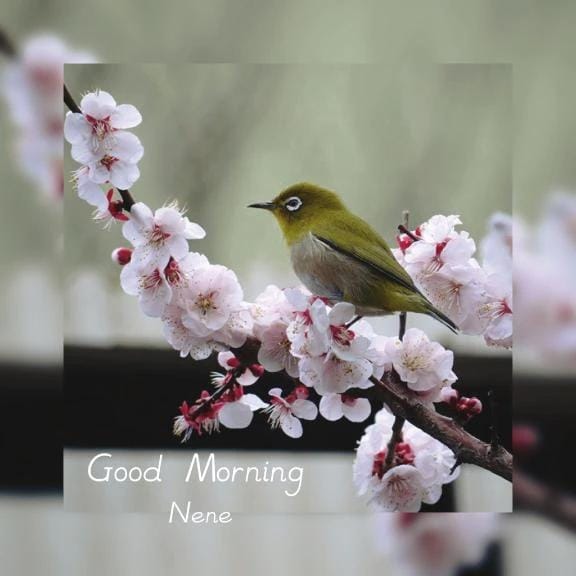 「陽だまり、ひそやかに…」02/27(金) 06:40 | ねねの写メ