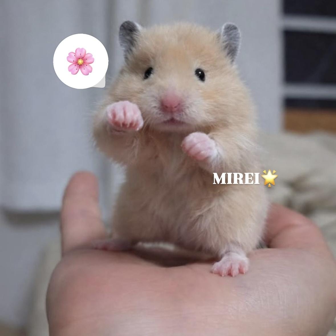 みれい「さんがつ」03/01(日) 14:27 | みれいの写メ