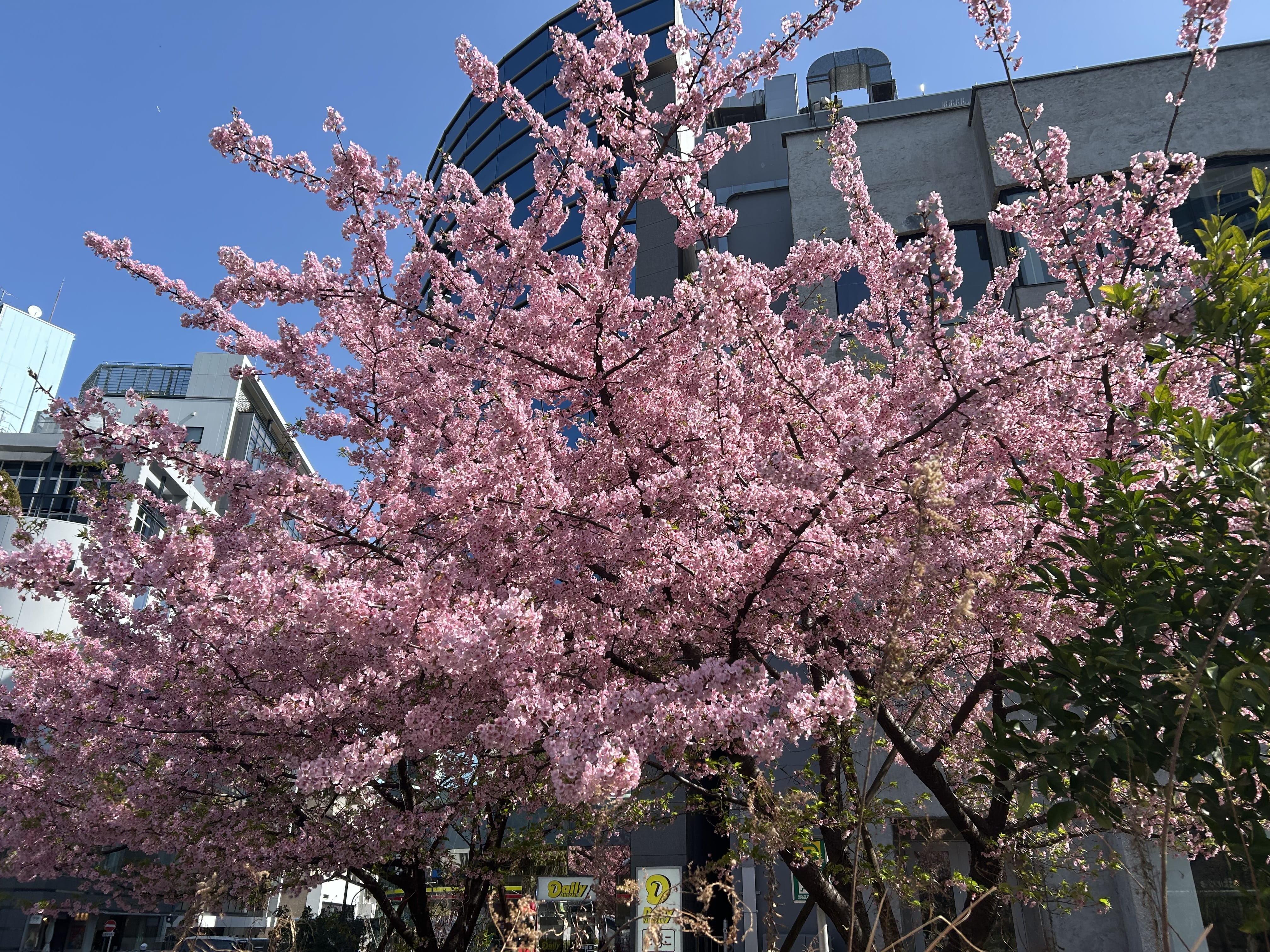 ふうか「3月です」03/01(日) 14:35 | ふうかの写メ