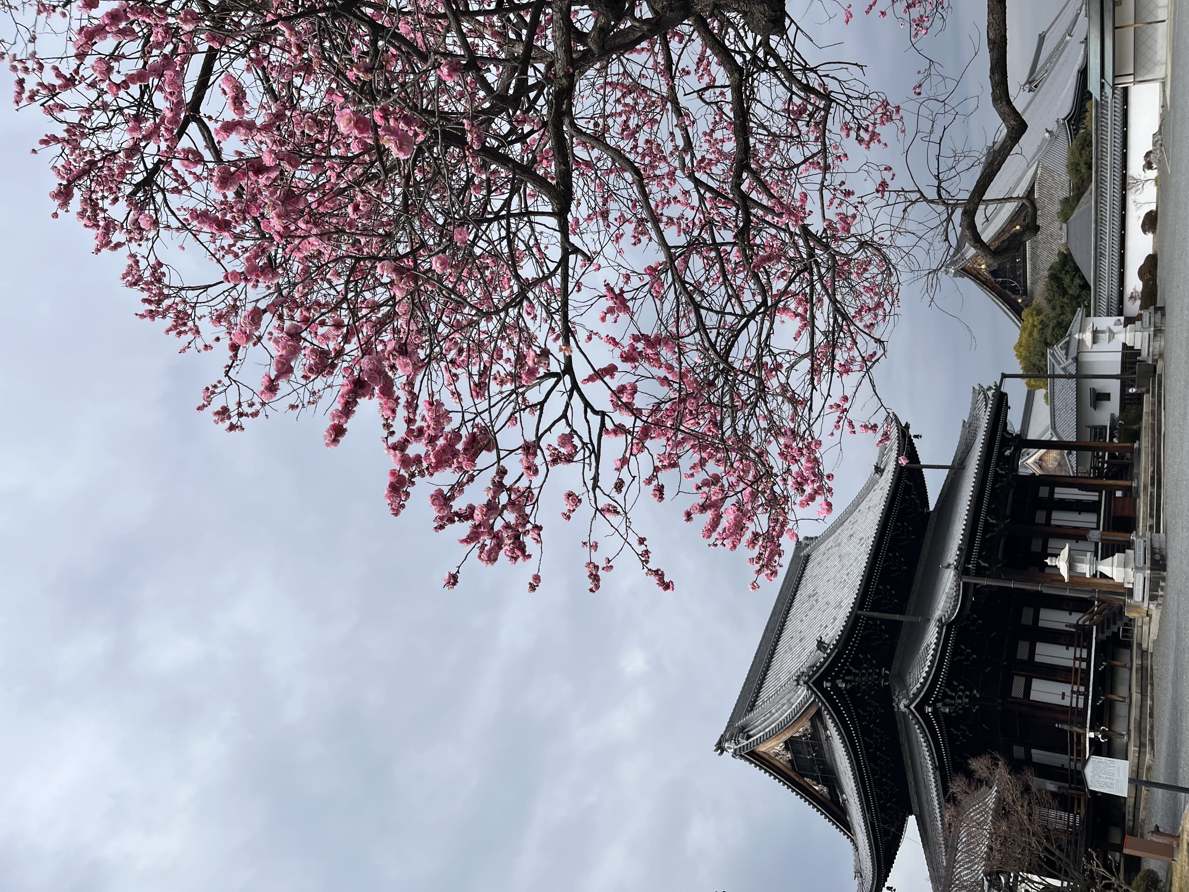 「つむぎです！」03/01(日) 17:21 | つむぎの写メ