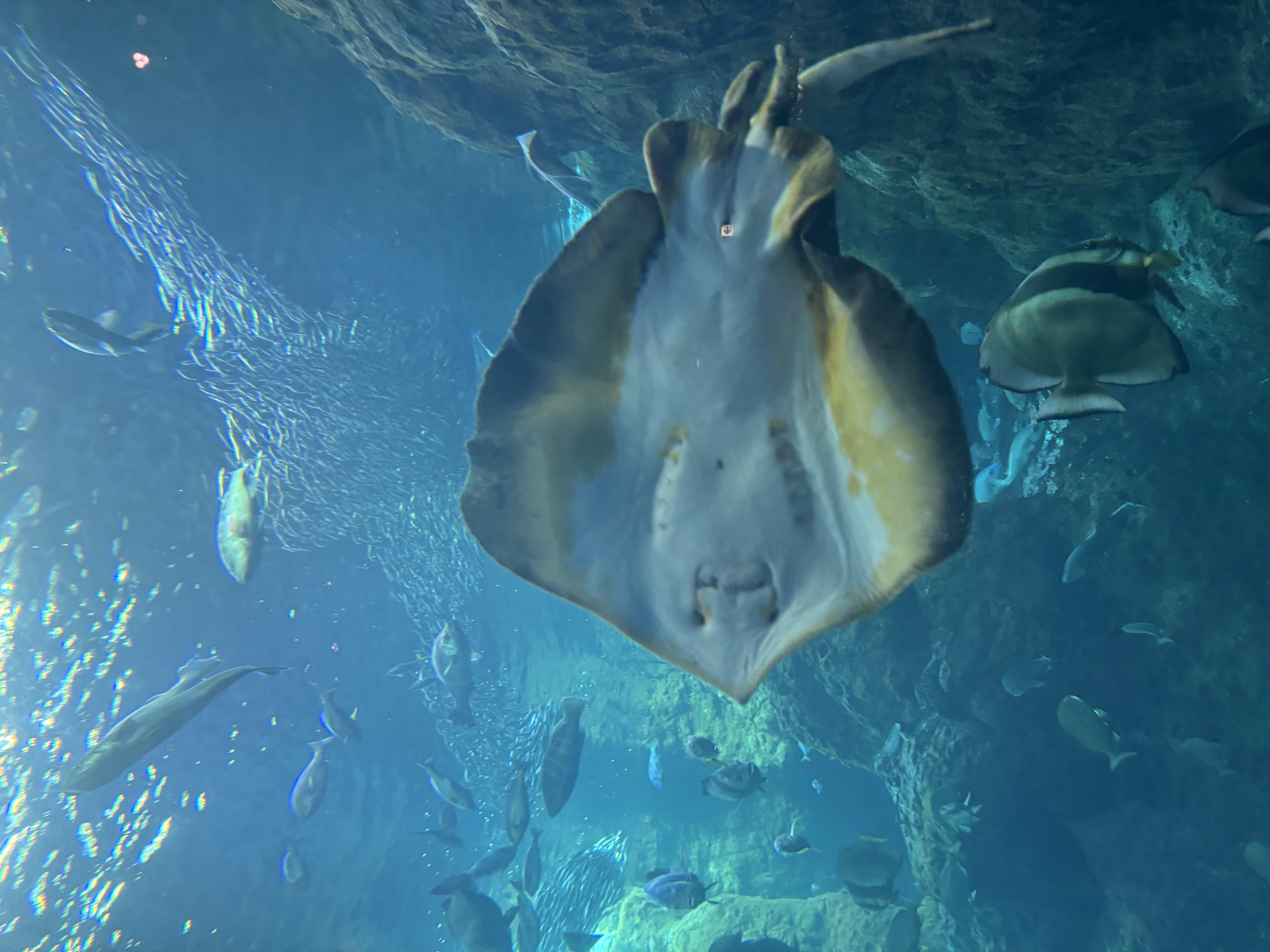 「さやかです！」03/03(火) 18:44 | さやかの写メ