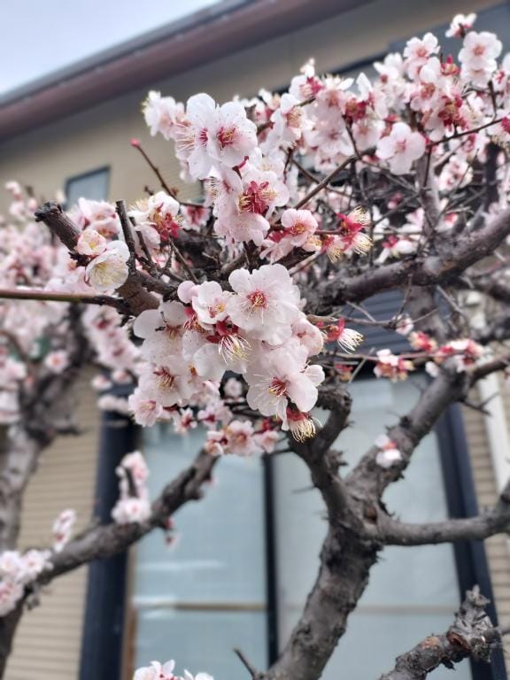 「春一番」03/04(水) 14:36 | なつきの写メ日記