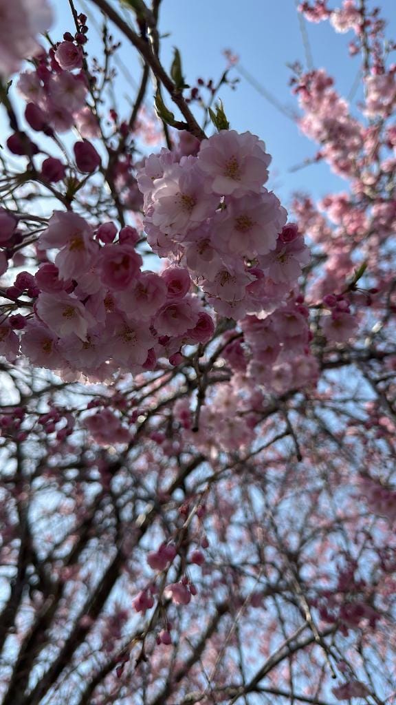 「季節の変わり目」03/06(金) 08:36 | かなの写メ