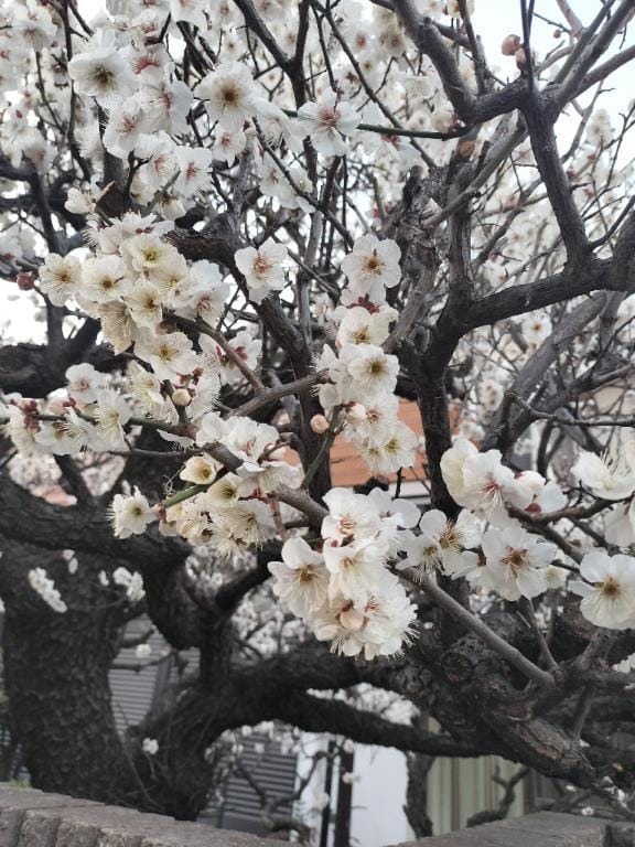 「お知らせです」03/09(月) 15:48 | なつきの写メ日記