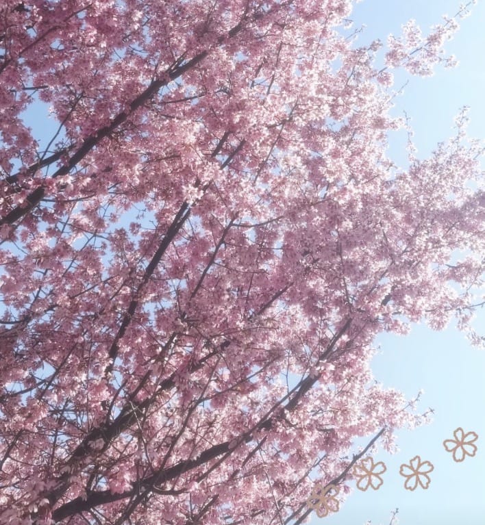 「今週も！⸜❤︎⸝‍」03/09(月) 21:21 | No.083:柳の写メ