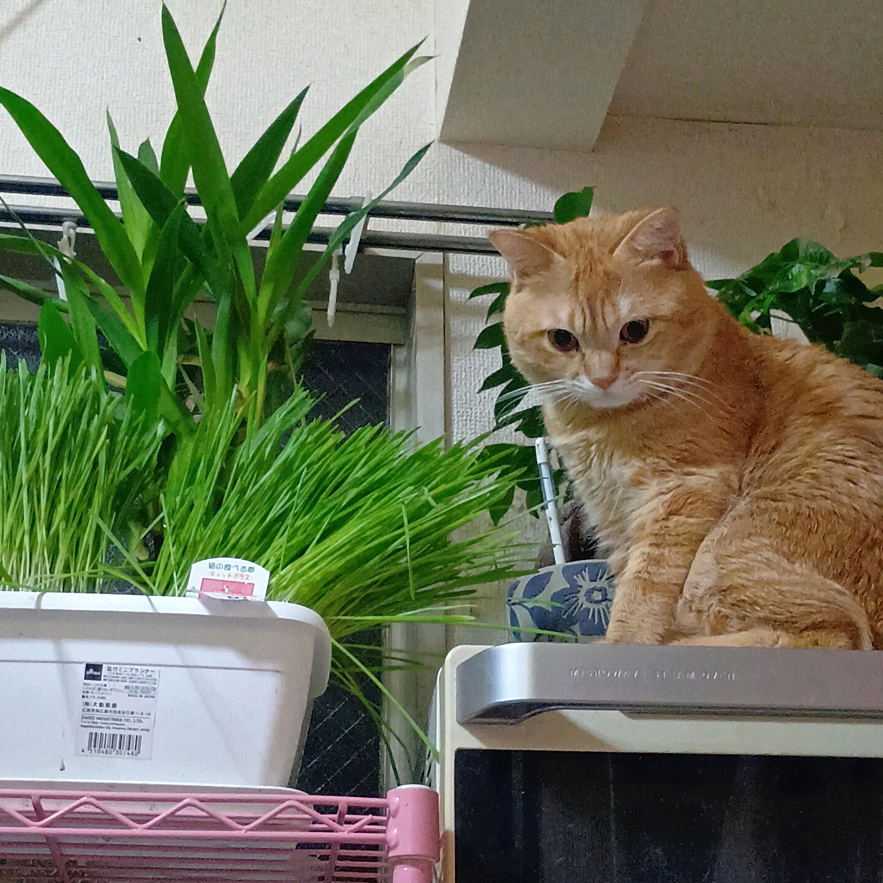 「今日は出勤致します(*^^*)」03/13(金) 07:34 | あまねさんの写メ