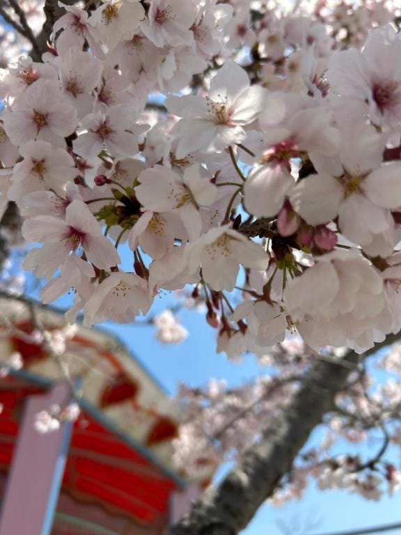 「にこです」03/15(日) 09:17 | にこの写メ