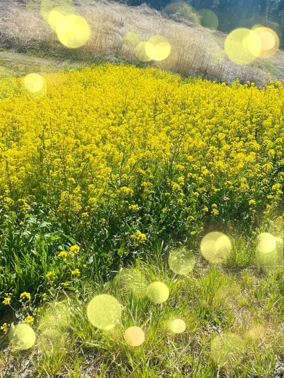 「春よ〜」03/17(火) 09:49 | みつき（母乳）の写メ