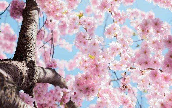 「このあと」03/24(火) 08:42 | せりか（母乳）の写メ