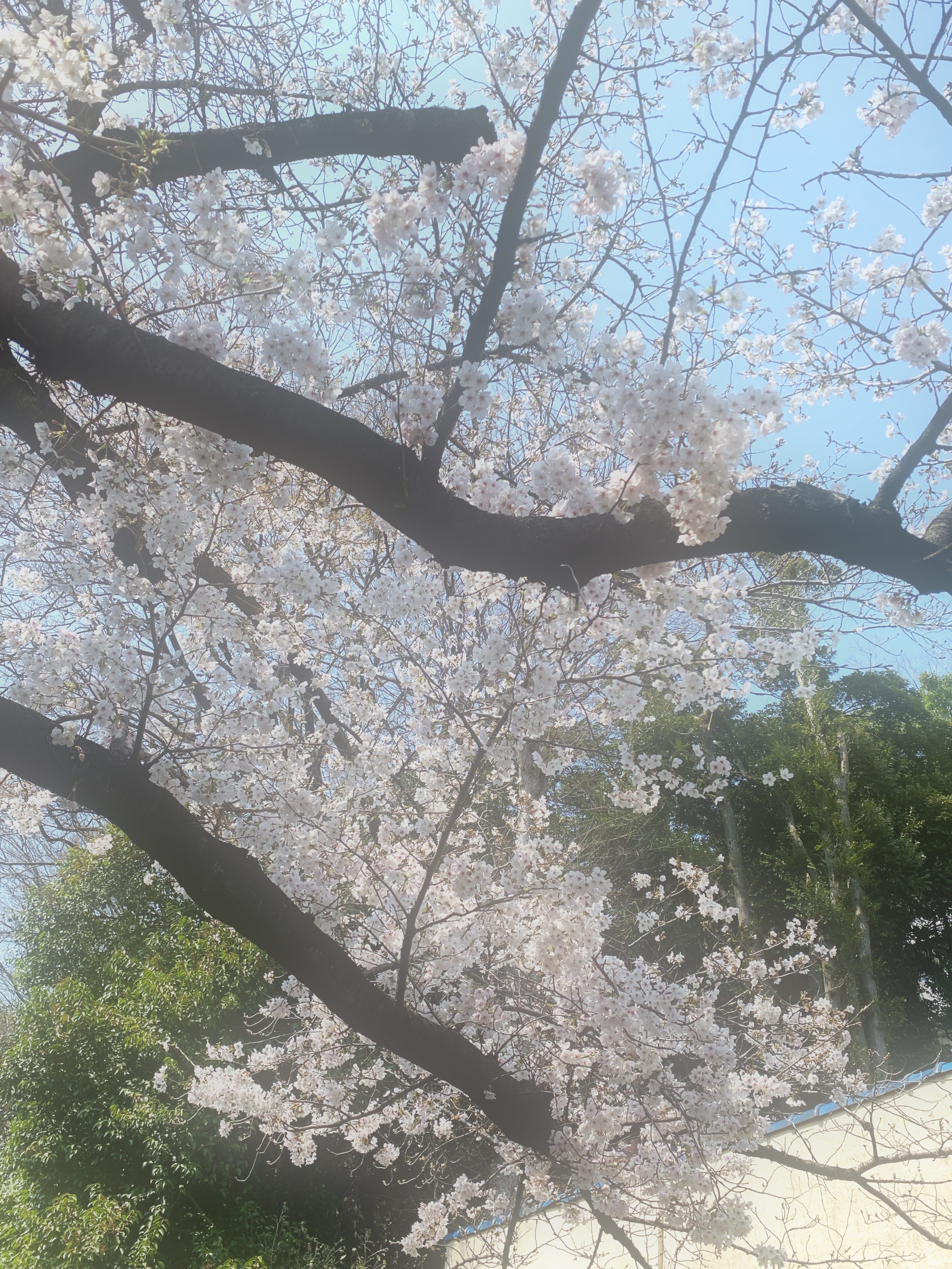 「黄金祭です！☾」03/28(土) 15:49 | No.083:柳の写メ