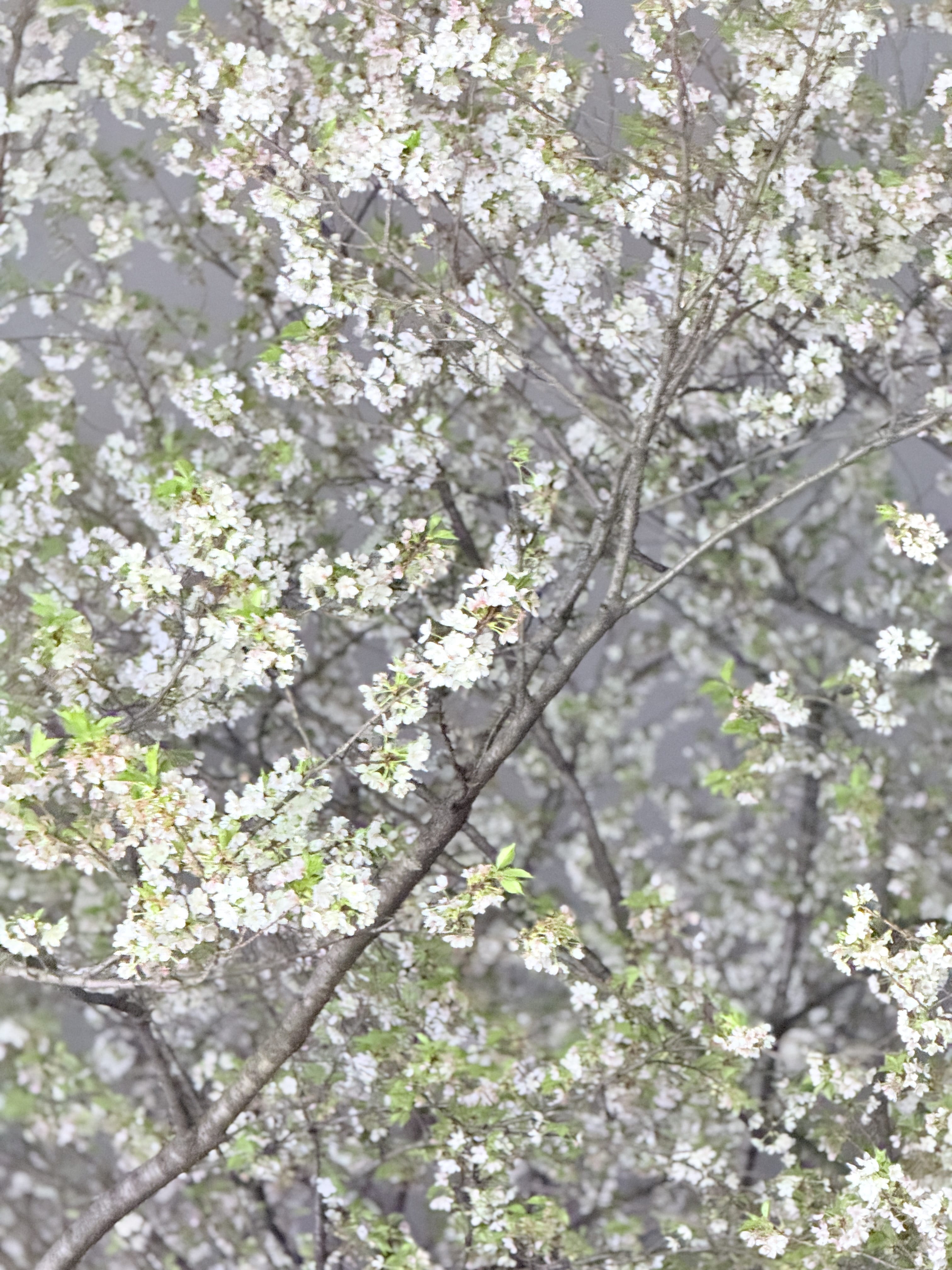 「今週の出勤予定♪」03/30(月) 19:40 | No.91:日高の写メ日記