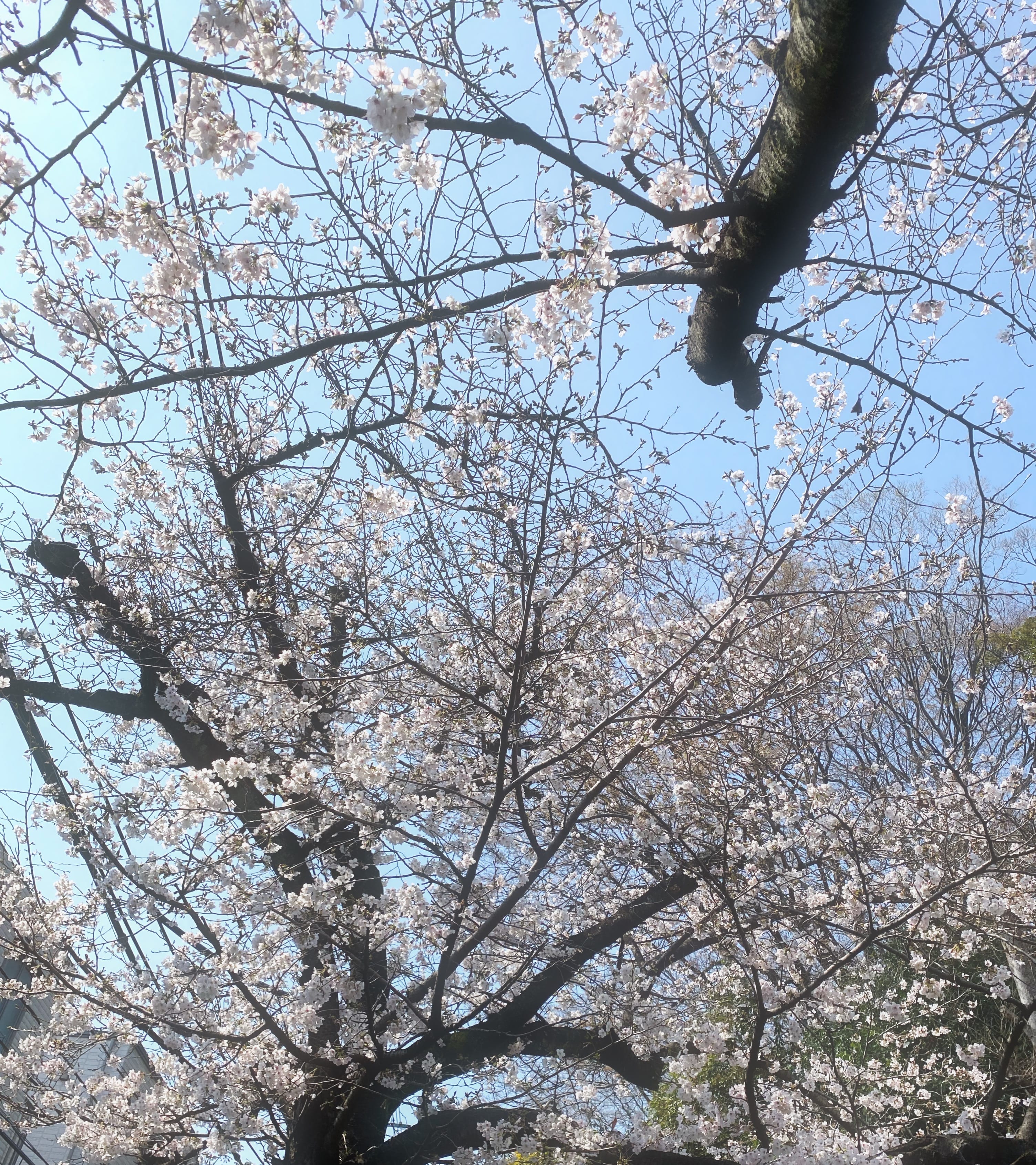 「黄金祭ありがとうございました！！！ ＆ 今週もよろしくお願いします！☾」03/30(月) 20:37 | No.083:柳の写メ