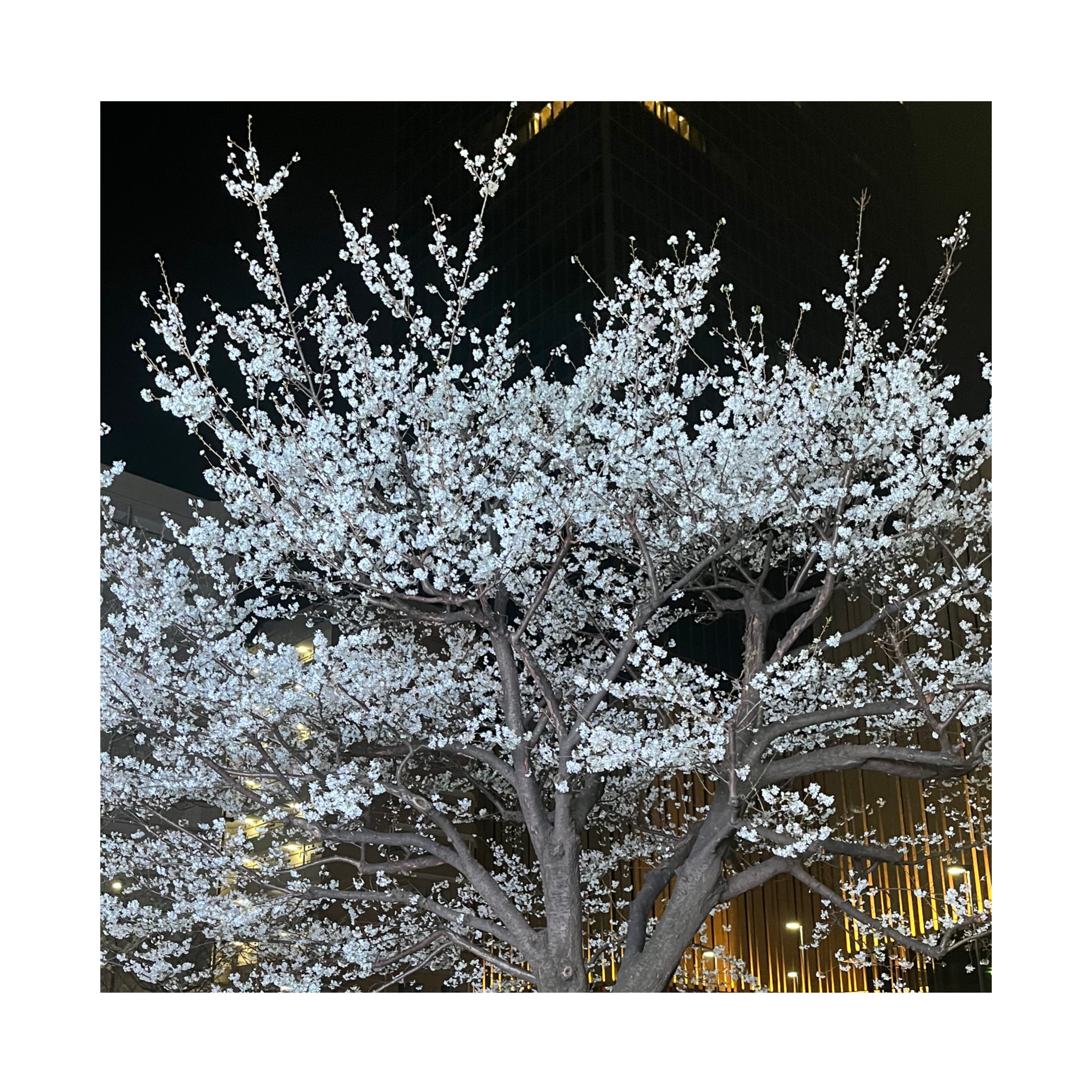 「3月ありがとうございました！」03/30(月) 23:46 | No.47:秋田の写メ日記