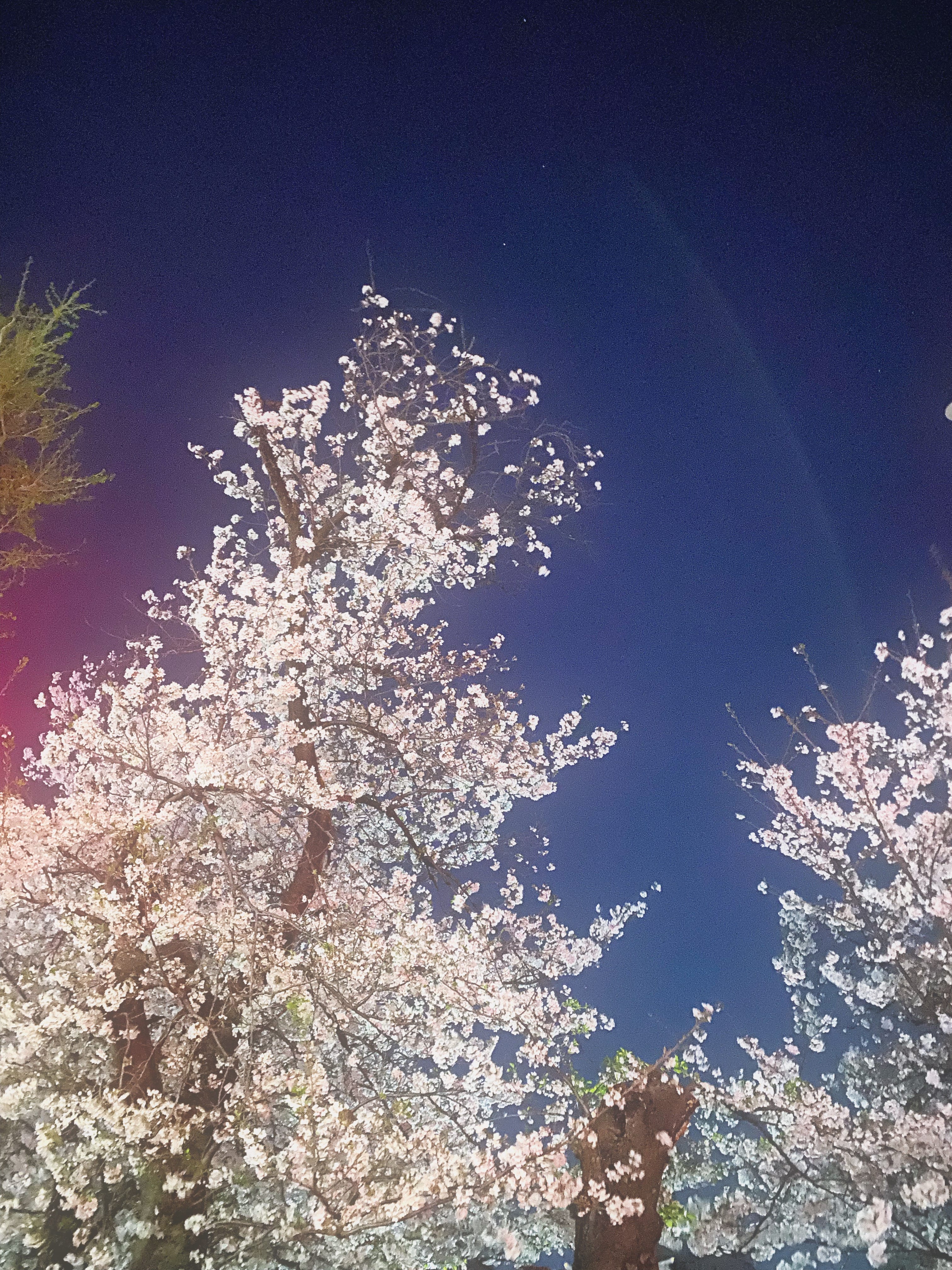 「3月もありがとうございました♡ & 4月ですね ︎⸜❤︎⸝‍」04/03(金) 14:21 | No.083:柳の写メ