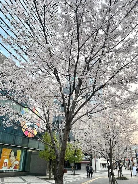 かほ