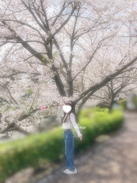 「さくら」04/06(月) 12:05 | ひな『ガール』の写メ日記