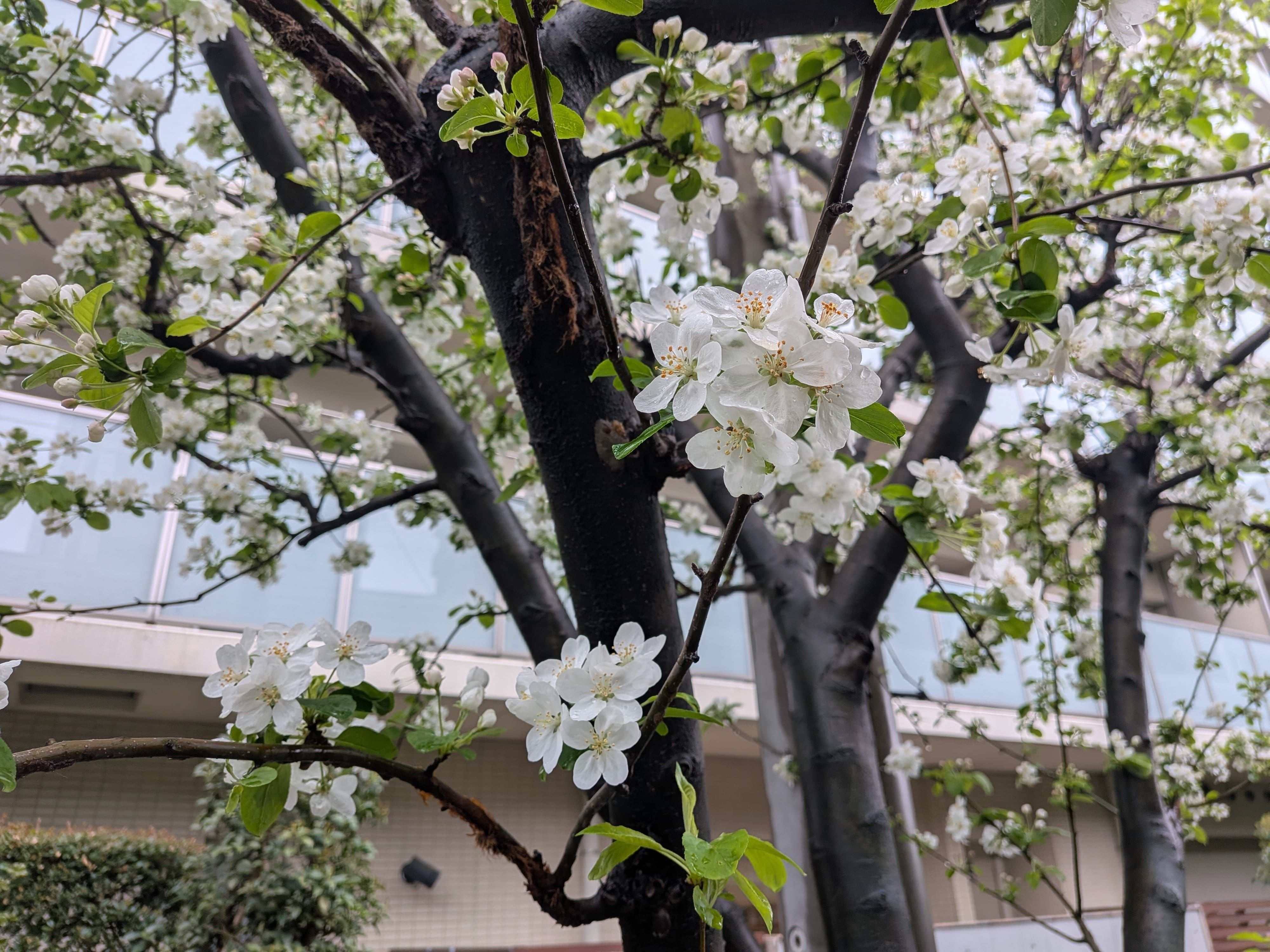 「口コミのお礼だよー」04/06(月) 14:24 | こはるの写メ日記