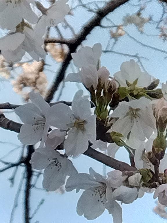 しおり「お知らせ☆。.:＊・゜」04/08(水) 10:04 | しおりの写メ