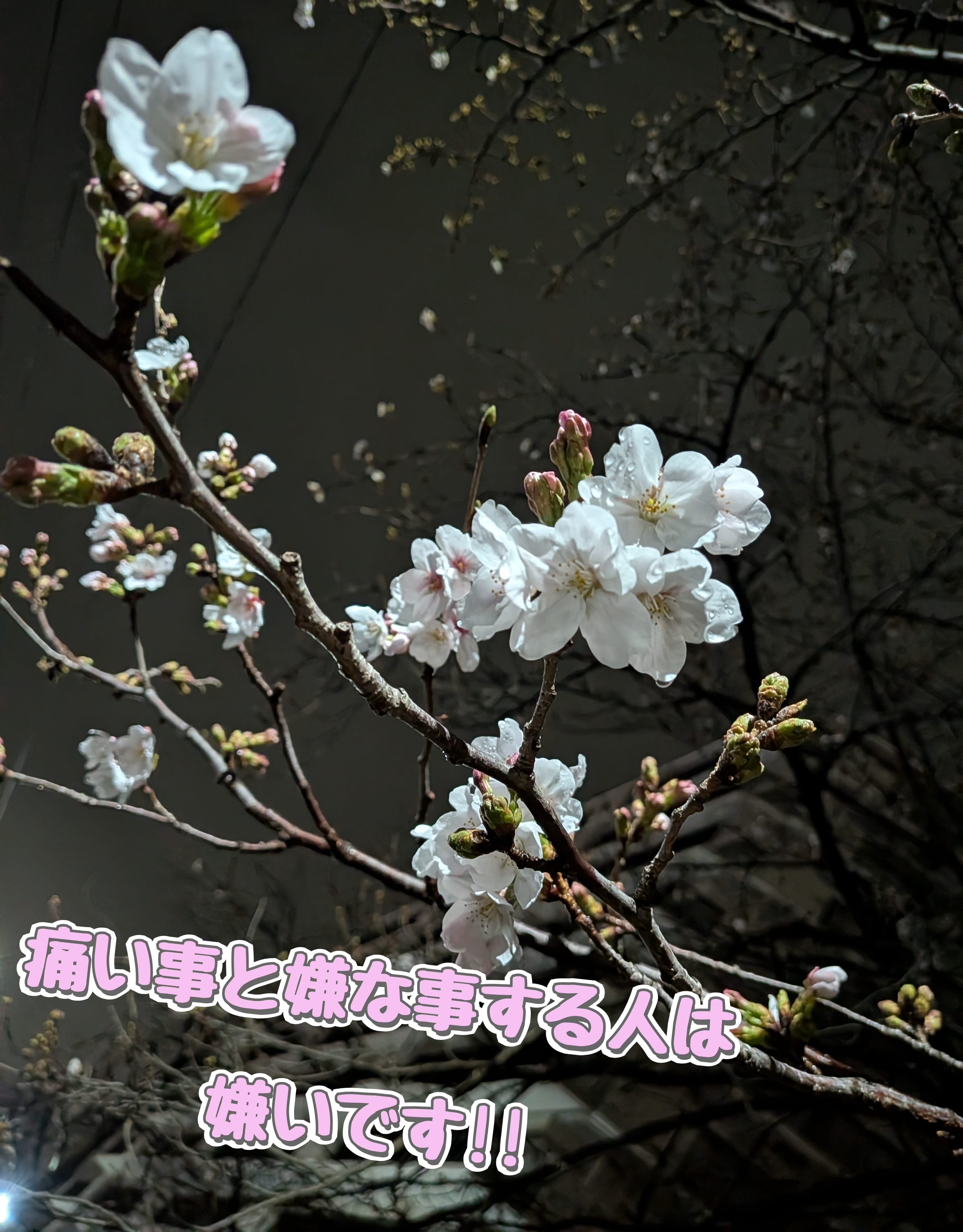 「めっちゃ怒です( ･ὢ･ )‪」04/09(木) 15:25 | こはるの写メ日記