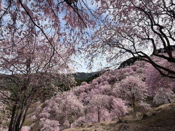 「お花見」04/14(火) 11:39 | 伊井なあの写メ