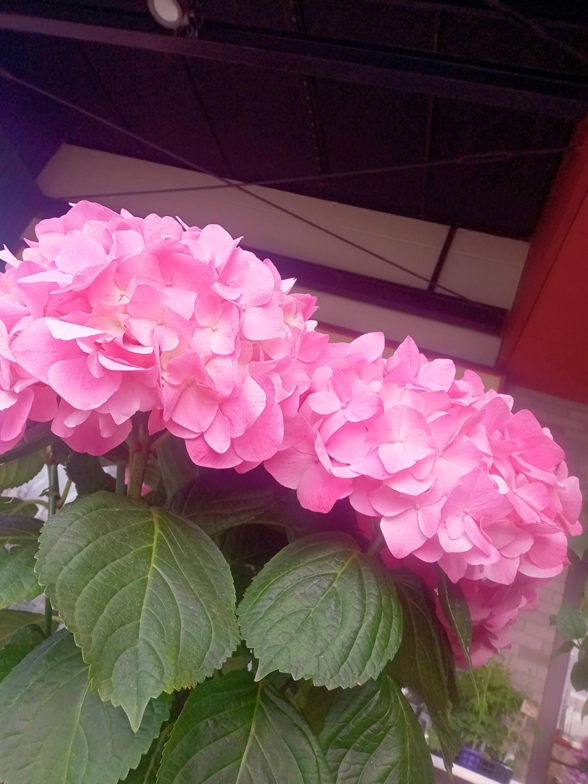 「可愛い~(⁠*⁠´⁠ω⁠｀⁠*⁠)」04/15(水) 12:09 | はるの写メ