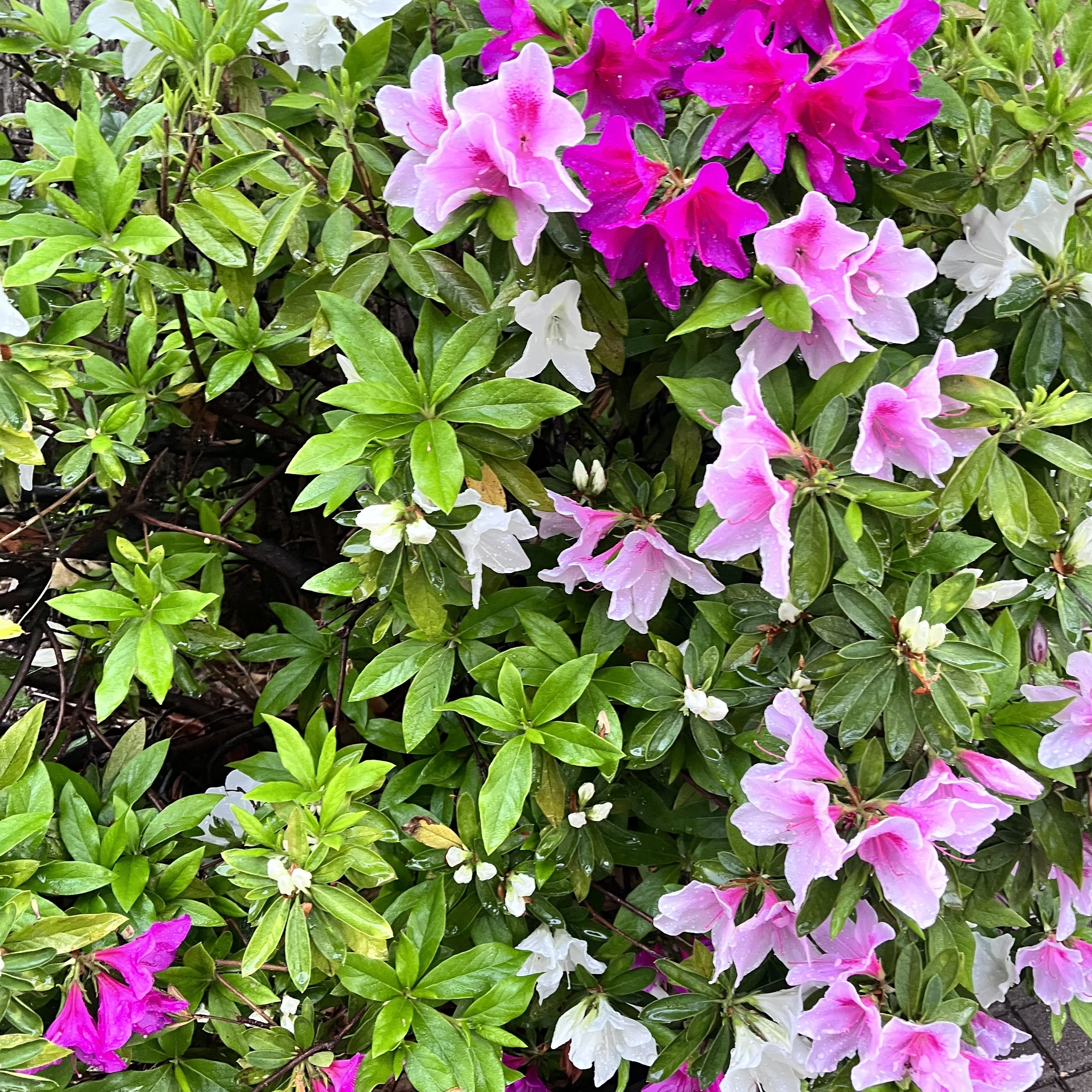 小山「温暖化...❓」04/16(木) 16:42 | 小山の写メ