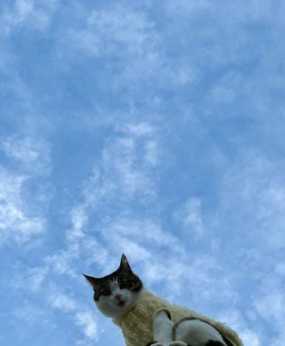 「おはよ」04/17(金) 08:04 | ひいろ♪の写メ日記