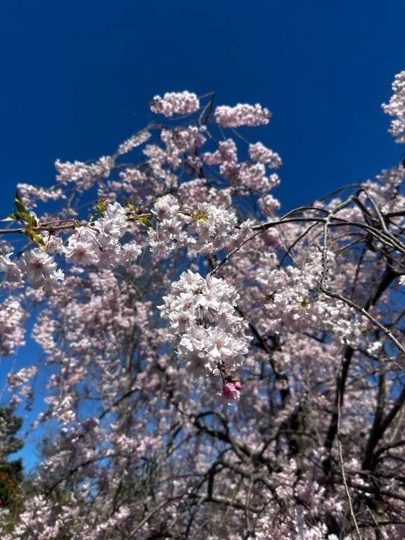 「あっという間に散っちゃった」04/17(金) 14:14 | ゆずきの写メ