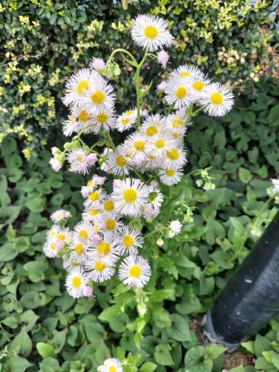 「よい陽気」04/17(金) 14:34 | なつきの写メ