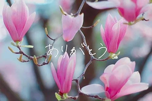「本日のお礼」04/17(金) 16:45 | せりか（母乳）の写メ