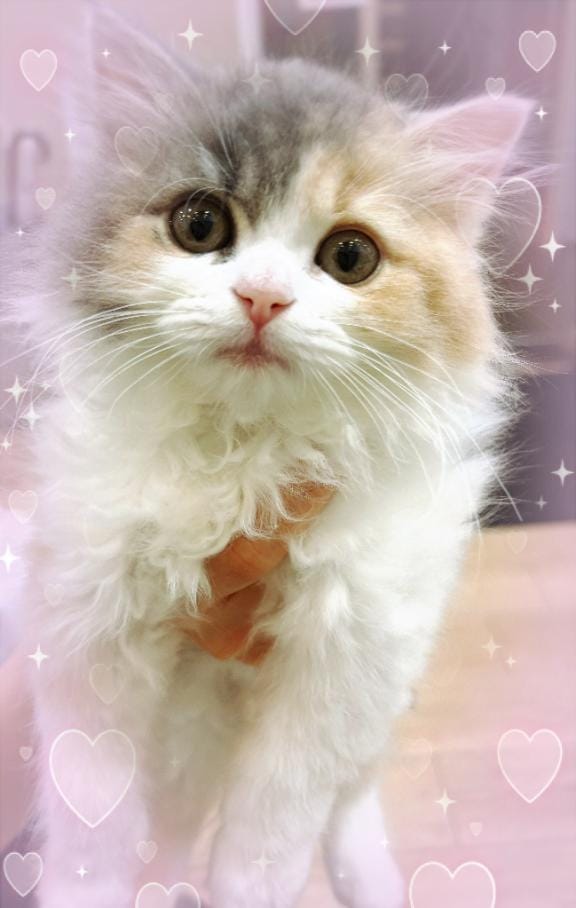 特プレミアろびん【NO１！】「シンデレラ」04/19(日) 22:26 | 特プレミアろびん【NO１！】の写メ